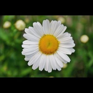 Meet your Posher, Clara